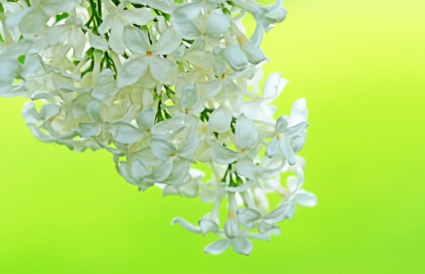 Cool White Lilac On Lemon Lime by Deb Oppermann